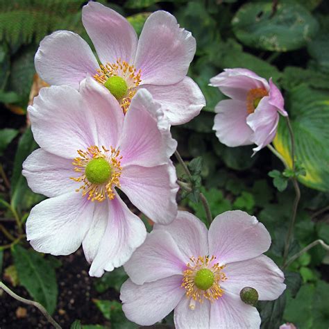 Anemone Hupehensis Pink Saucer Van Berkum Nursery