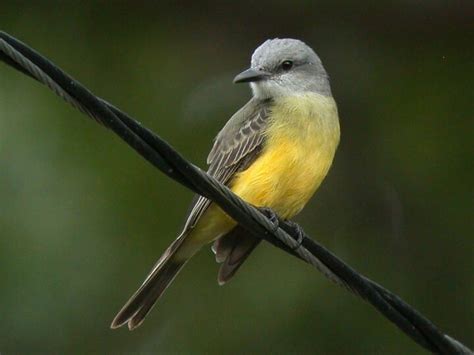 Cassins Kingbird Vs Western Kingbird