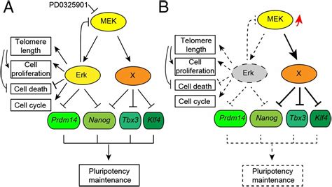 Erk Signaling Is Indispensable For Genomic Stability And Self Renewal