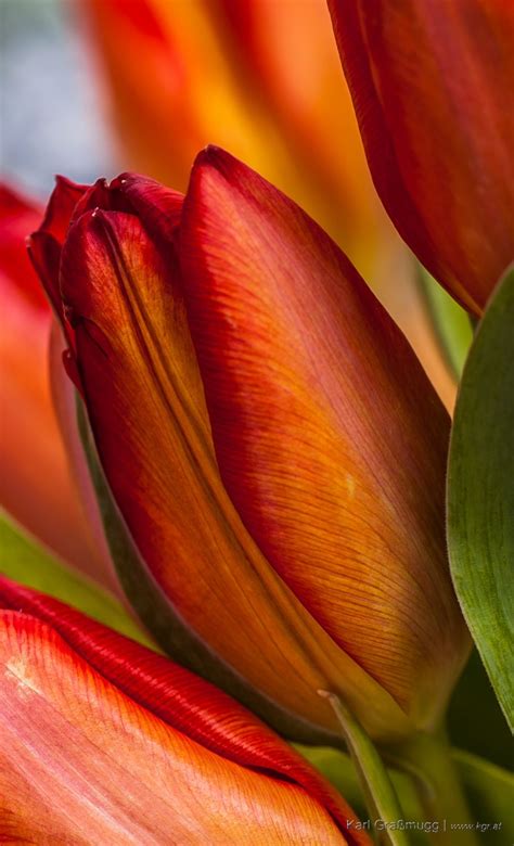 Rote Tulpe Beautiful Flowers Tulips Flowers Flowers Photography