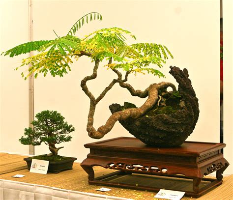 Flame Tree (Delonix regia) - Bonsai Empire