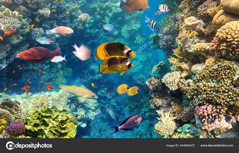 Butterfly Fish Natural Environment Underwater Colorful Fishes Coral