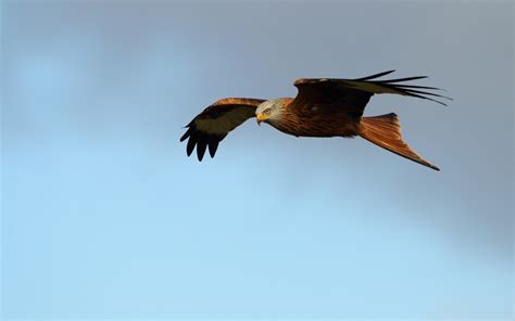 Bird of Prey Red Kite wallpaper | 1680x1050 | #11783