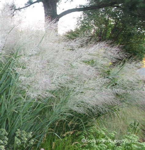 Panicum Virgatum Dallas Blues Pp11202 Switchgrass Info In 2023 Ornamental Grasses New England