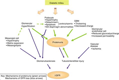 Proteinuria In Diabetic Kidney Disease A Mechanistic Viewpoint