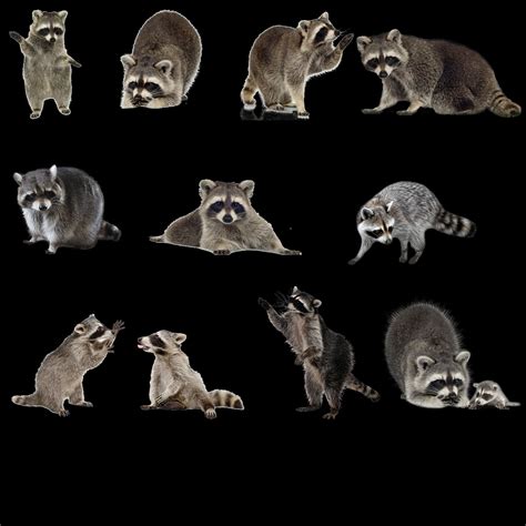 Raccoon Overlays For Photoshop Raccoon Overlays Photoshop Etsy