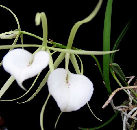 Lc Green Veil X Brassavola Nodosa Olympic Orchids