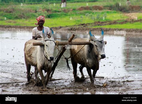 Farmer Ploughing His Land Stock Photo Alamy