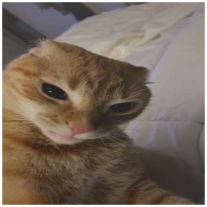 Angry Cat Funny Pfp Roblox Item Rolimon S