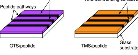 Schematics Showing Chemical Modification Of Glass Surfaces A Download Scientific Diagram