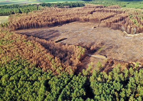 Seca Del Pino La Sequ A Y Las Plagas Arrasan Con Los Pinos Del Sur Y