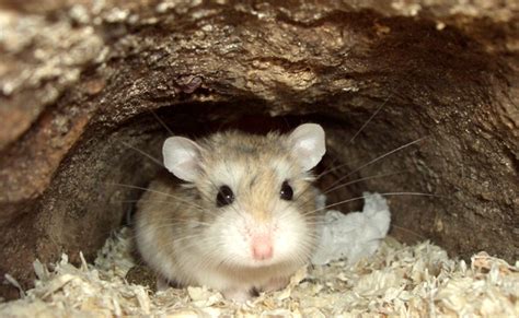 Le Hamster De Roborovski Qui Est Il Comment En Prendre Soin