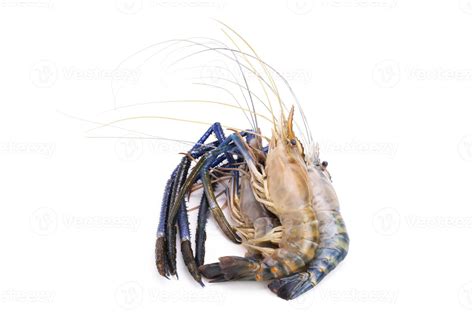 Fresh Prawns River Prawns And From The Sea Tiger Prawns Isolated On