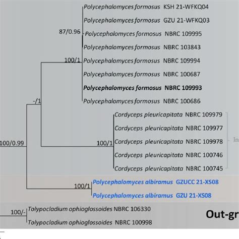 Phylogenetic Tree Of Polycephalomycetaceae Based On Concatenation Of