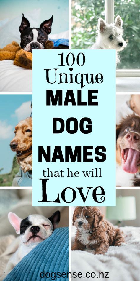 60 Dog Names Ideas In 2021 Dog Names Puppy Names Girl Dog Names