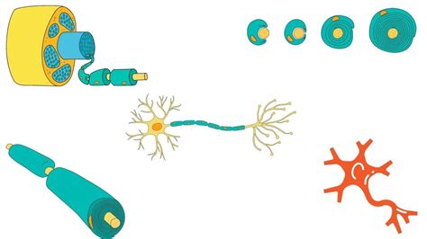 Function of Myelin Sheath and Myelinated neuron : r/hospitalranchi