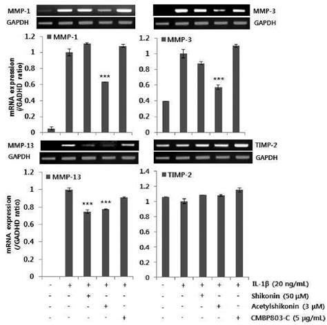 Rt Pcr Analysis Of Mmp And Timp Gene Expressionon In