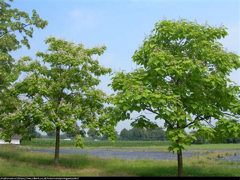 Surmia Zwyczajna Catalpa Bignonioides