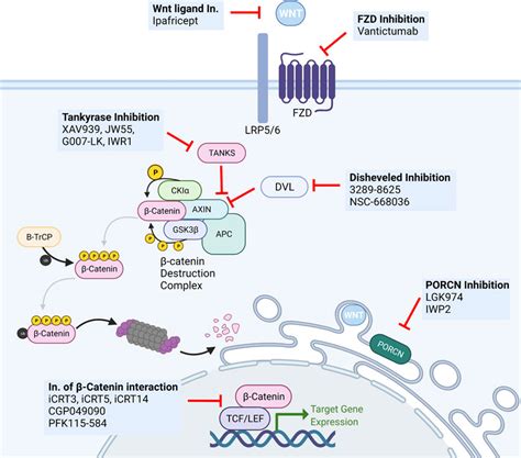 Frontiers Wnt Signaling In The Breast From Development To Disease