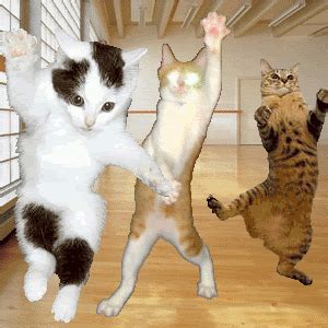 Silly Cats Pretty Cats Cat Photo Cat Memes Cat Pics Funny Cute