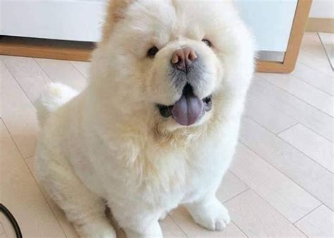 Mini Chow Chow | Size, Temperament, Training, Cost & More | Chow Chow ...