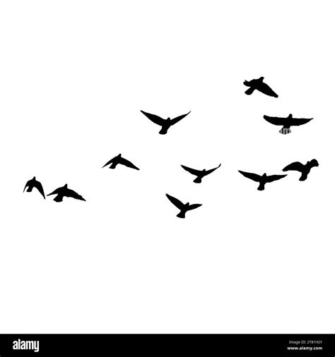 Flock Of Crows Flying Black Birds In Sky Monochrome Flutter Raven