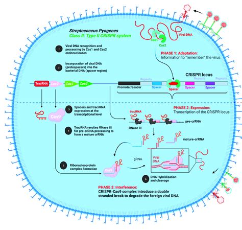 Key Features Of Crispr Cas9 Based Acquired Immune Response In