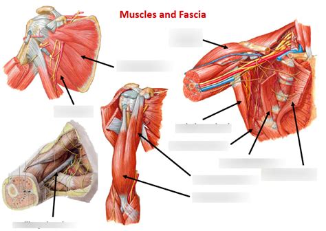 Lab Muscles And Fascia Diagram Quizlet