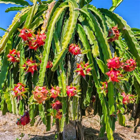 Dragon Fruit Cactus Plants For Sale Fastgrowingtrees