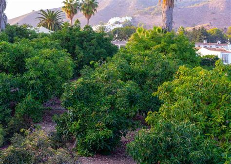 Avocado Guides And Articles Home For The Harvest