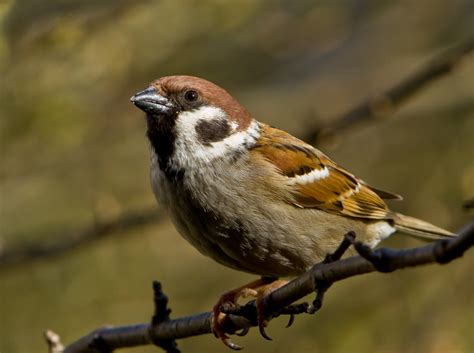 Gratis Afbeeldingen Natuur Tak Dier Vrouw Wildlife Bek Zittend