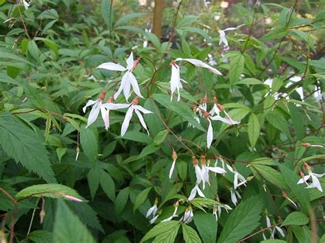 Gillenia Trifoliata Porteranthus Trifoliatus Bowman S Root Fawn S