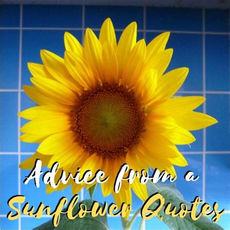 Advice From A Sunflower Quotes Quotations Sayings Sentiments Being A