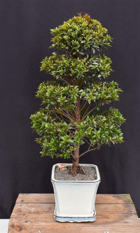 Trained Flowering Brush Cherry Bonsai Tree Eugenia Myrtifolia