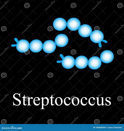 Estructura De Estreptococos Bacteria Streptococcus Infografía