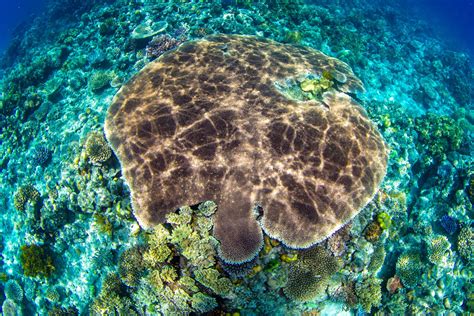 great-barrier-reef-coral - Liveaboard Snorkel Tours