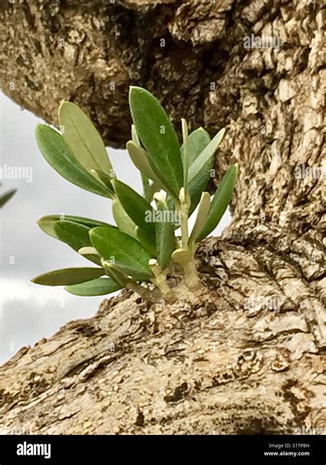 Olive tree leaves Stock Photo - Alamy