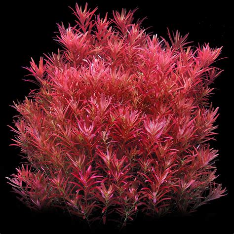 Rotala Rotundifolia Singapore Aquasabi Aquascaping Shop