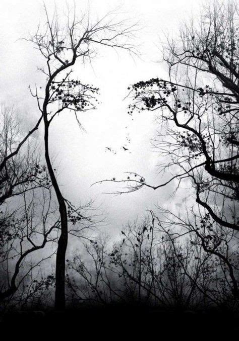 A Face In The Trees Illusion Art Illusions Optical Illusions