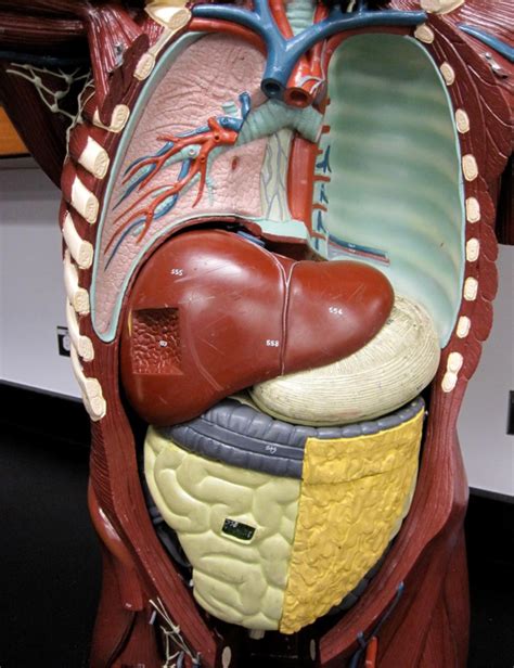 Abdominal Cavity Diagram | Quizlet