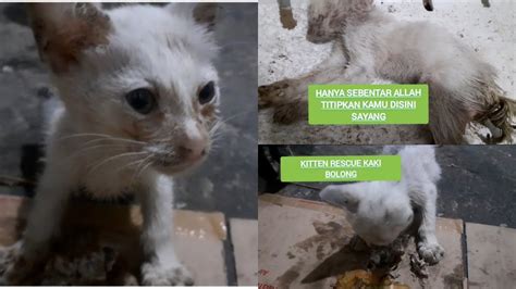 Innalillahi Wainnaillaihi Raajiun Kitten Rescue Kaki Bolong Kini Telah