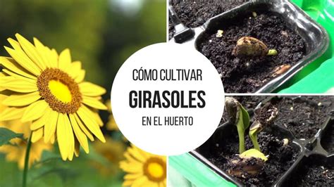 Aprende cómo cultivar tus propios girasoles en tu jardín paso a paso