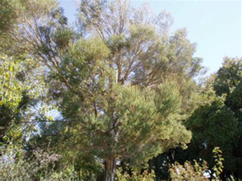 Melaleuca alternifolia - Tea Tree - Seeds