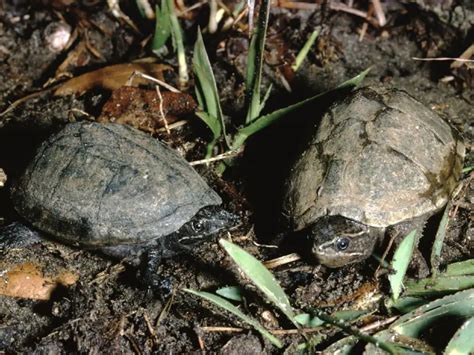 Common Musk Turtle The Complete Care Guide Everything Reptiles