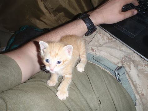 Kitties Rescued By Us Marine Soldiers In Afghanistan « Common American