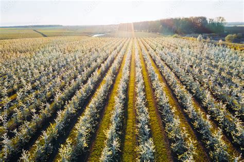 Bird S Eye View Of Fruit Garden With Even Rows Of Fruit Trees On A