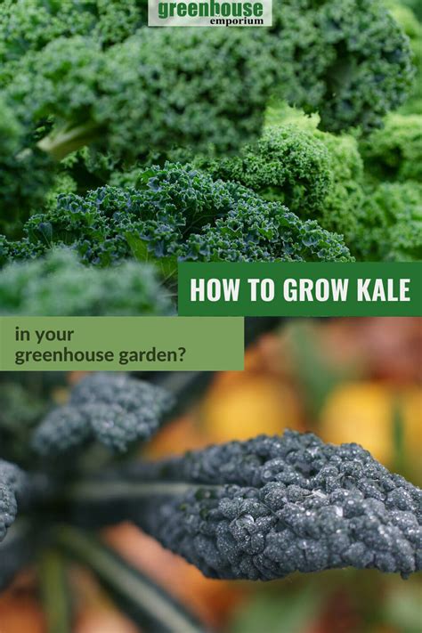 How To Grow Kale In A Greenhouse Greenhouse Emporium