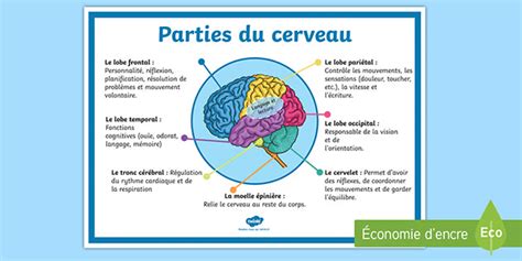 Poster Les Parties Du Cerveau Teacher Made