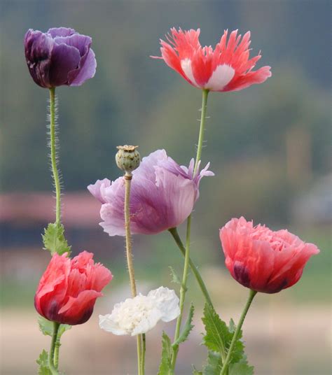 For The Love of Poppies #3 – Growing Poppies in Pots – The Seed Basket