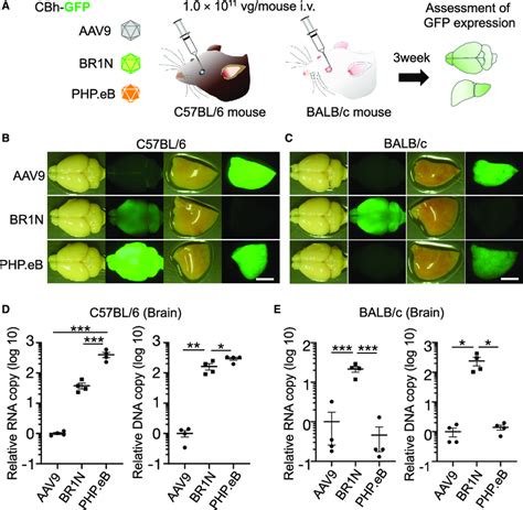 Efficient CNS Transduction In BALB C Mice By I V Injected BR1N A